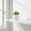 Fiori White Cement Pot Succulent