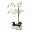 Fiori White Orchid Plant In Rectangular Pot
