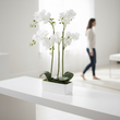 Fiori White Orchid Plant In Rectangular Pot