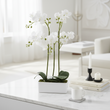 Fiori White Orchid Plant In Rectangular Pot