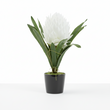 Fiori White Tropical Plant