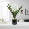 Fiori White Tropical Plant