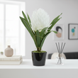 Fiori White Tropical Plant