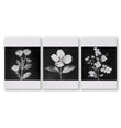 Floral Wall Art | Charcoal & White Botanical Botanical Prints | Set of 3