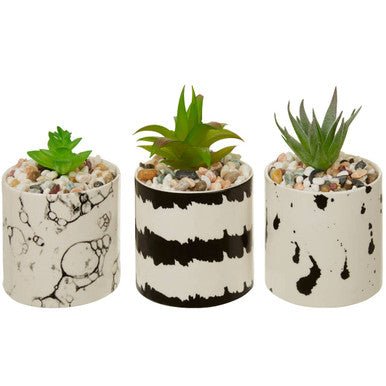 Mimo Set of 3 White And Black Succulents