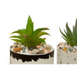 Mimo Set of 3 White And Black Succulents
