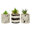 Mimo Set of 3 White And Black Succulents