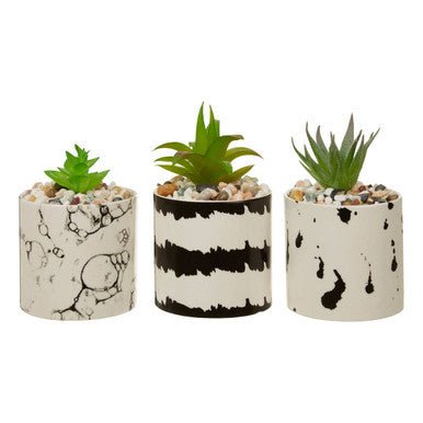 Mimo Set of 3 White And Black Succulents