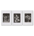 Nature Art Dark Botanical Wildflowers & Blossom Wall Art Prints | Set of 3
