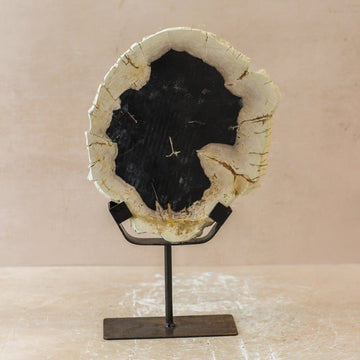 Petrified Wood Display - No 1