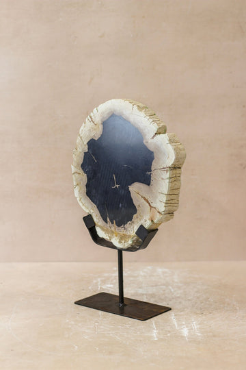 Petrified Wood Display - No 1