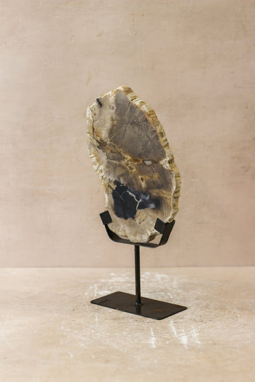 Petrified Wood Display - No 2
