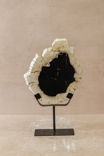 Petrified Wood Display - No 4