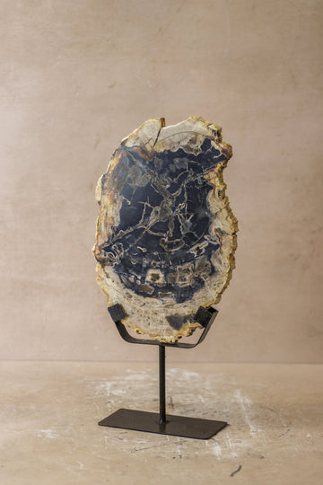 Petrified Wood Display - No 7