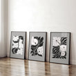 Pictures For Living Room | Set of 3 Botanical Wall art Prints