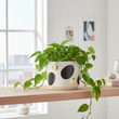 Yuri White And Gold Spotted Planter